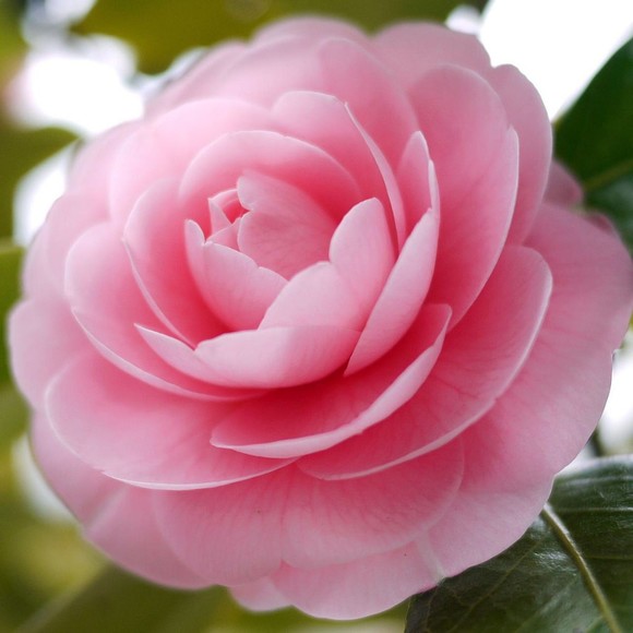 Meet your Posher, Camillia - Picture 1 of 1